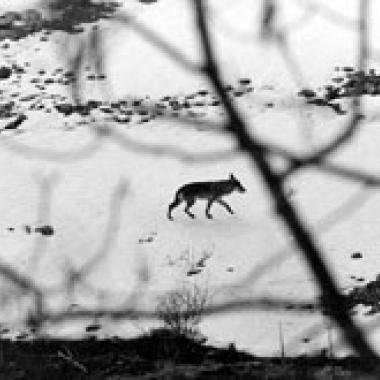 Projet de loi : qui a encore peur du loup ?