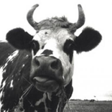 Vache folle : d'un embargo à l'autre ?
