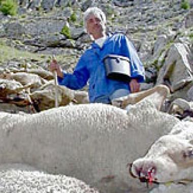 Plan d'action sur  le loup :  la chasse au grand  prédateur est ouverte