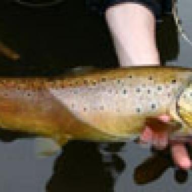 Poissons exotiques : menaces pour les écosystèmes aquatiques ?