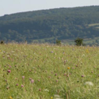Agrocarburants : manger ou conduire, faudra-t-il choisir ?