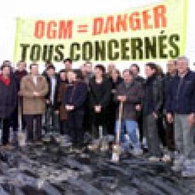 OGM : cultures et essais