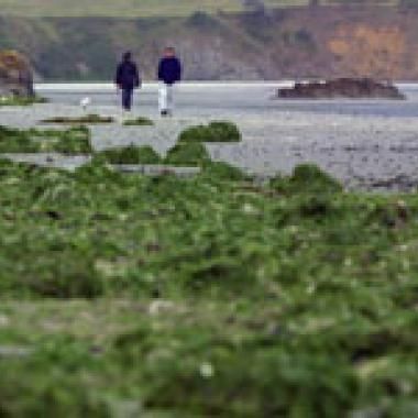 Dernières analyses de l'Ifen : l'eau malade des pesticides?