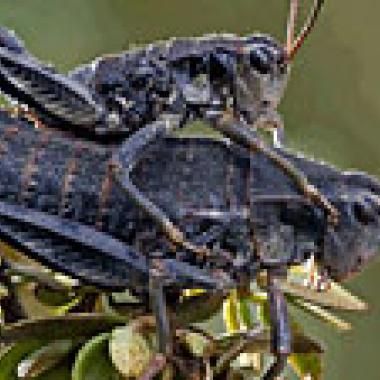 Biodiversité : où en est le grand catalogue du vivant ?