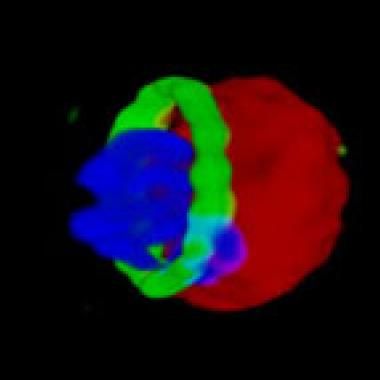Imagerie scientifique : le paludisme au microscope