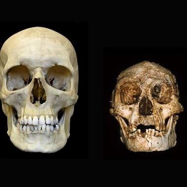 Sommes-nous responsables de l’extinction du « hobbit » ? 