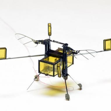 RoboBee : le robot insecte amphibie