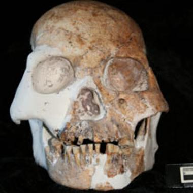 L'hominidé du Cerf Rouge : une nouvelle espèce ?