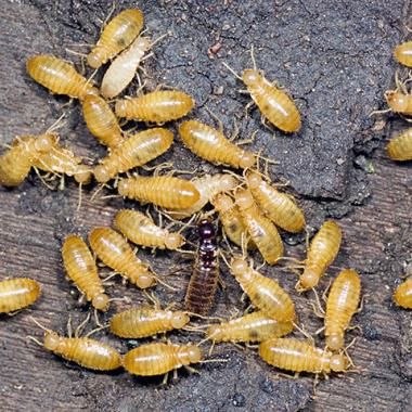 Un harem de clones pour le roi des termites
