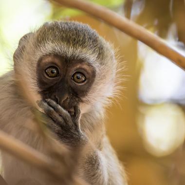 VIH : sur la piste du singe vert