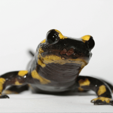 Salamandres et tritons menacés d'extinction