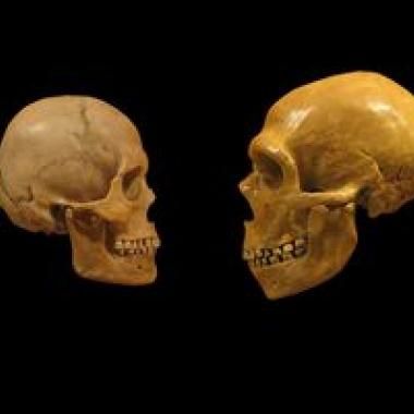 Le menton de Néandertal : preuve d'un métissage avec l'homme moderne ?