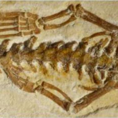 Quand les serpents avaient des pattes