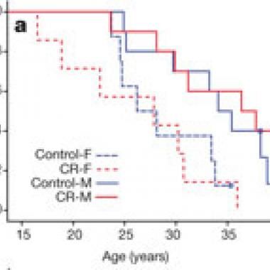 La diète ne fait pas forcément vivre plus longtemps