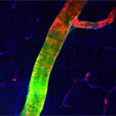 Un système de tout-à-l’égout intégré au cerveau