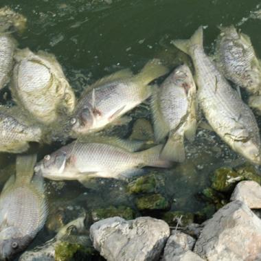 Mortalité massive du tilapia : un virus identifié