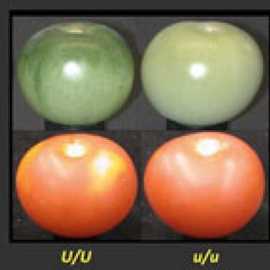 Tomate : à la reconquête du goût