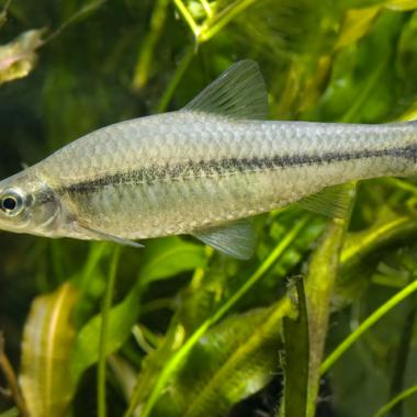 Le goujon asiatique, une menace à bas bruit