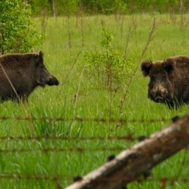 La faune de Tchernobyl prospère