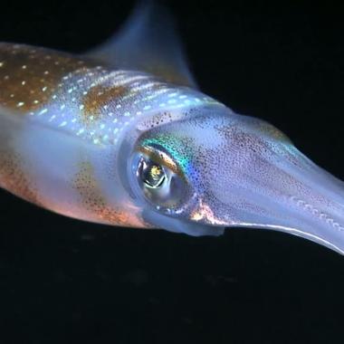 Voir la vidéo de Une lumière naturelle