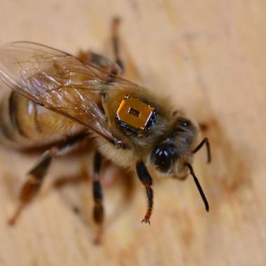 Néonicotinoïdes, tueurs d’abeilles