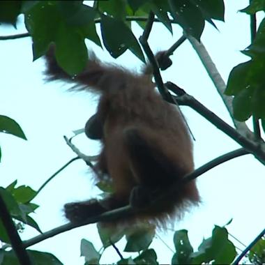 Voir la vidéo de Les orangs-outans de la Kinabatangan