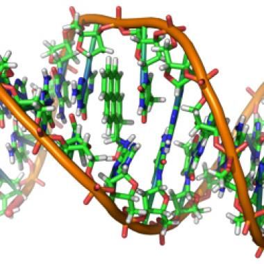 Les généticiens sortent l'ADN de la poubelle