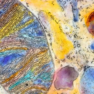 Un enfant à trois parents, vraiment ?