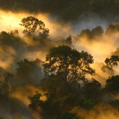 Le puits de carbone amazonien s’essouffle