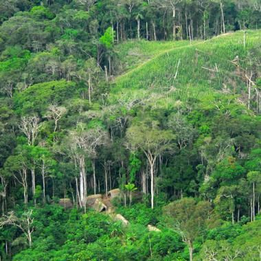 L’Amazonie façonnée par les Amérindiens