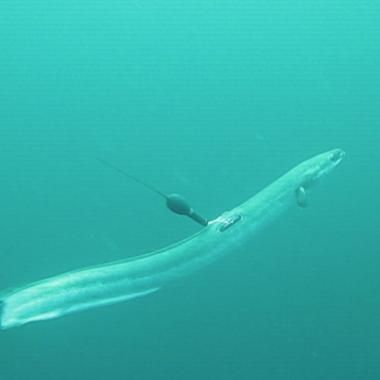 L’anguille, la balise et le continent