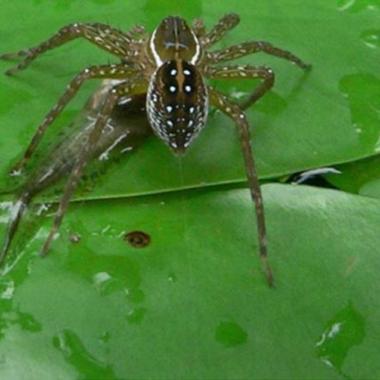 Du poisson au menu des araignées