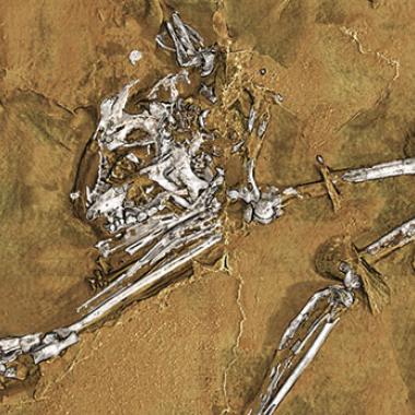 Le plus ancien fossile de primate livre ses secrets
