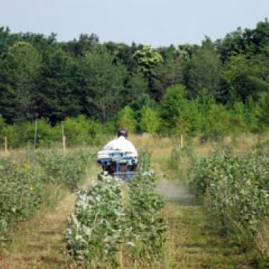 OGM : vers la fin des essais en plein champ ?