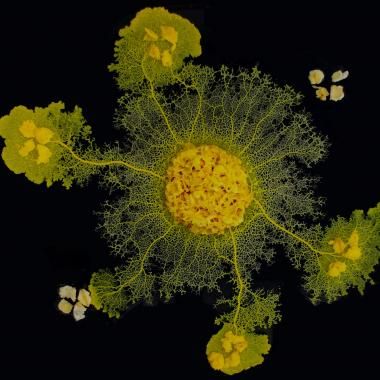 illustration le blob CNRS Audrey Dussutour