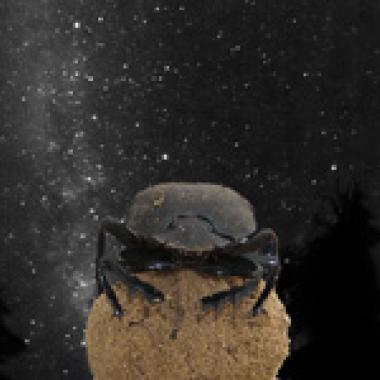 Bousier, la tête dans la Voie lactée