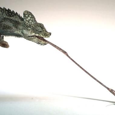 Excès de vitesse pour la langue du caméléon