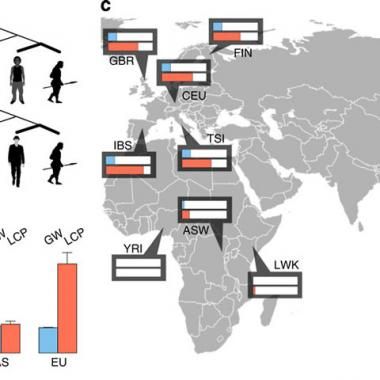 Graisse néandertalienne en héritage