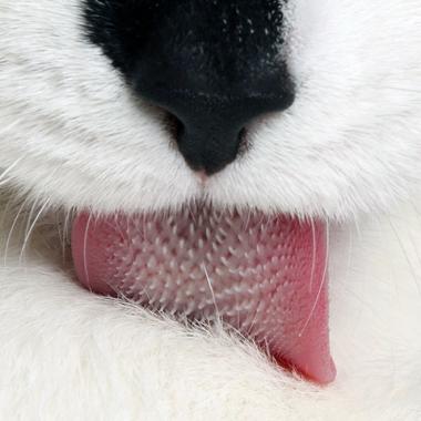 La langue râpeuse du chat inspire la science