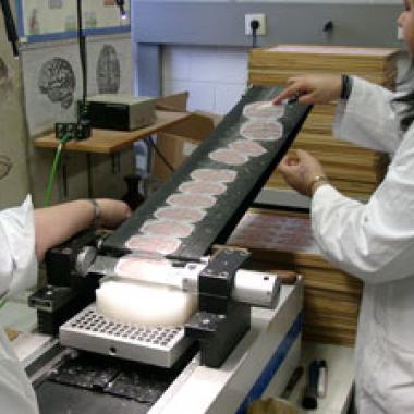 7400 tranches de cerveau pour une modélisation record