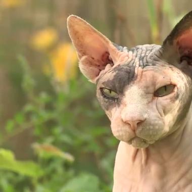 Voir la vidéo de Les moustaches du chat