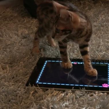 Voir la vidéo de Le tempérament du chat