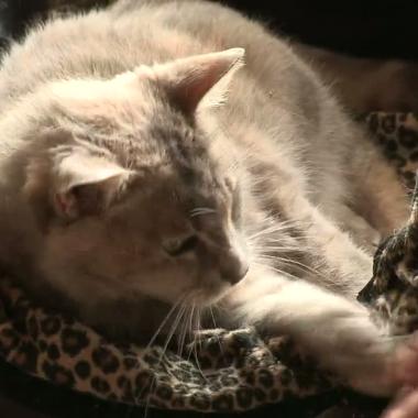 Voir la vidéo de Comment caresser un chat