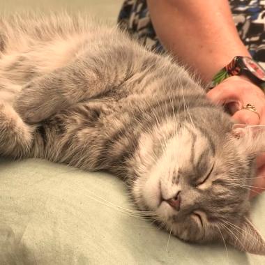 Voir la vidéo de Le chat, un tigre de salon