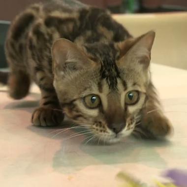 Voir la vidéo de Fabriquer un chat