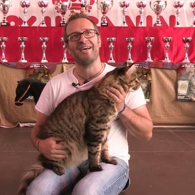 Voir la vidéo de Chats racés, les dangers de la pureté