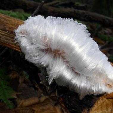 Pas de cheveux de glace sans champignons