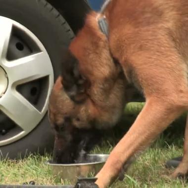 Voir la vidéo de Quand le chien attaque -