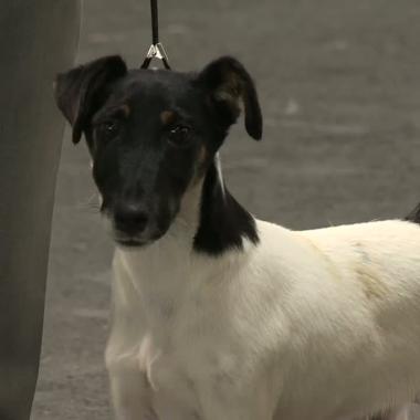 Voir la vidéo de La queue du chien comme langage