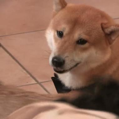 Voir la vidéo de L&#039;Homme, meilleur ami du chien 